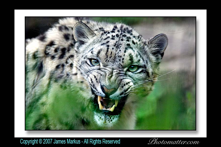 This image is copyrighted by the owner
